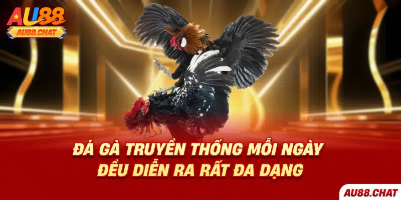 Đá gà truyền thống mỗi ngày đều diễn ra rất đa dạng